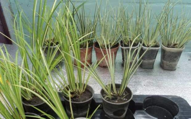 plants1116-14.jpg