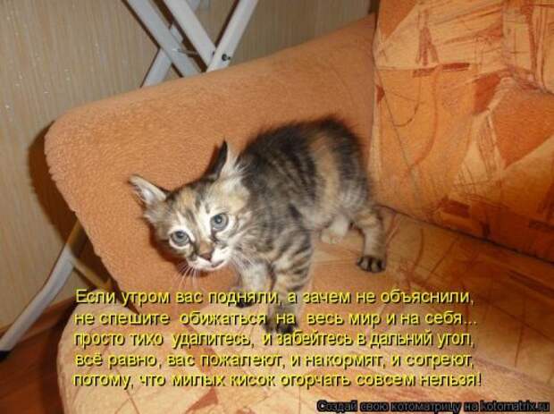 Свежая и прикольная котоматрица (32 фото)