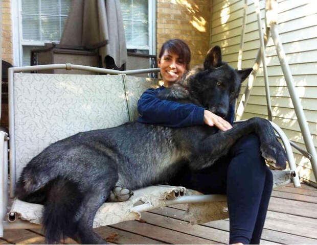 Размер имеет значение: эти огромные собаки уверены, что они ручные