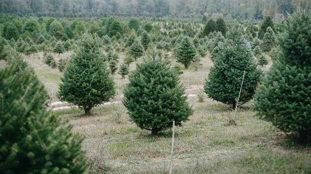 В Ленобласти к Новому году срубили больше 30 тысяч ёлок