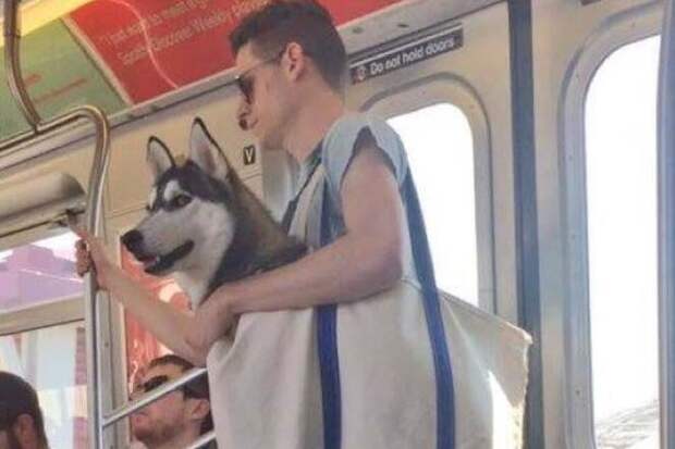Ну а как же ручная кладь? Обязательно. Вот, к примеру, в Нью-Йорке собаку без сумки перевозить в метро нельзя и народ придумывает Фабрика идей, всячина, идеи, интересное, перевозка, переноска, собаки