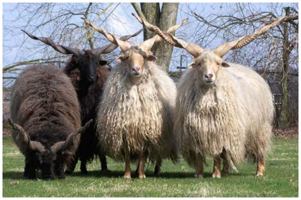 Порода овец Рацка, отличаются своими винтообразными рогами, длиной около 70-80 см. интересное, красота, природа, рога, флора