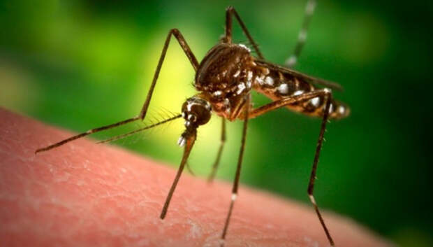 1. Количество известных на сегодняшний день видов комаров достигает 3000, подвидов – 38. В России можно встретить около 100 видов комаров. Их нет только в Антарктиде   животные, интересно знать, факты