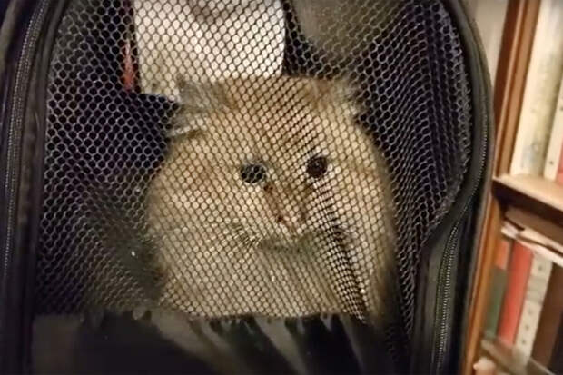 В Петербурге из дымохода спасли кота, просидевшего там 17 дней