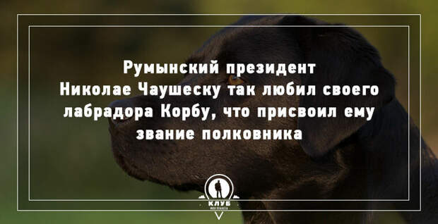 10 УДИВИТЕЛЬНЫХ ФАКТОВ О СОБАКАХ