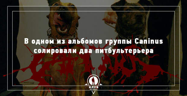 10 УДИВИТЕЛЬНЫХ ФАКТОВ О СОБАКАХ