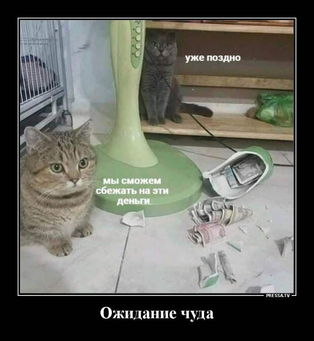 Демотиваторы