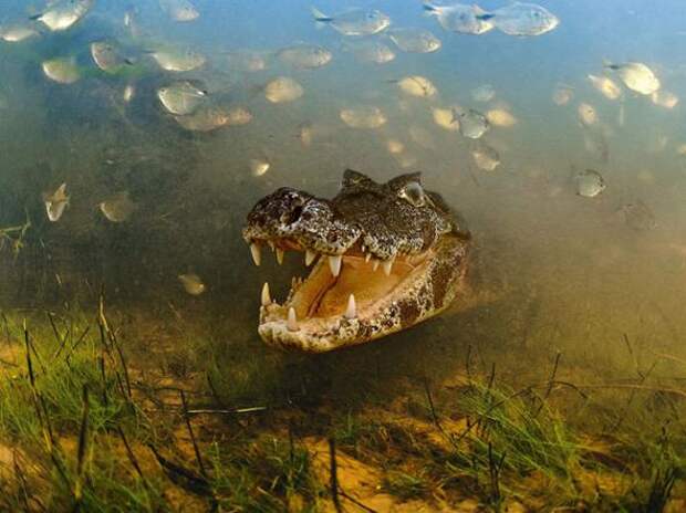 Лучшие фотографии National Geographic за август 2013