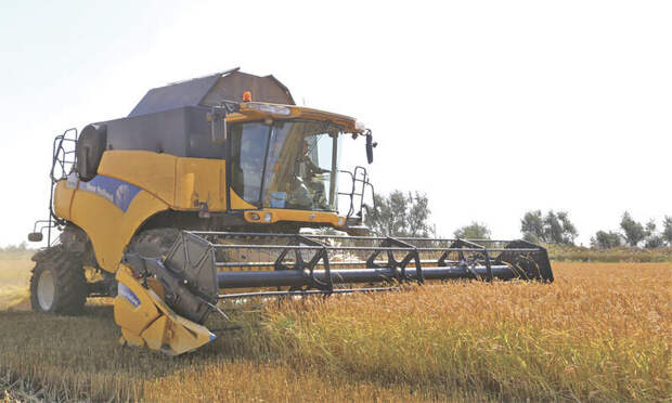Рекордного урожая зерновых в Крыму не ожидается