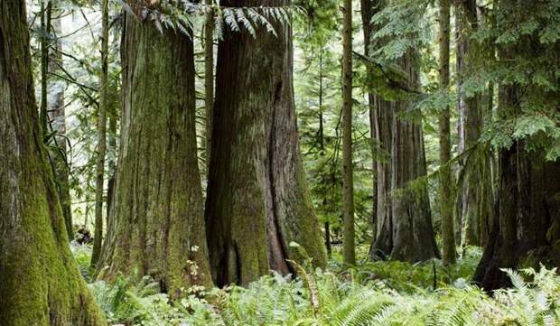 Страна белых медведей, оленей и коров: занимательные факты о Канаде