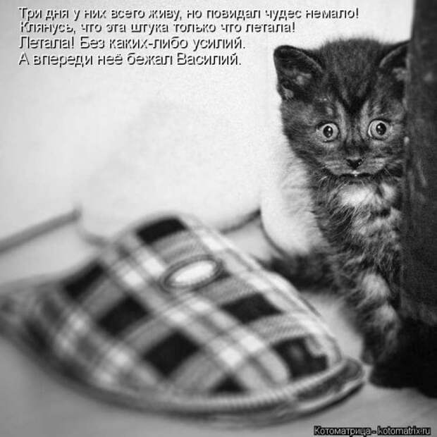 Свежая котоматрица для настроения (32 фото)