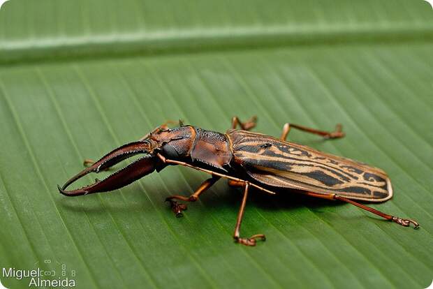 Оленерогий крупнозуб (лат. Macrodontia cervicornis)