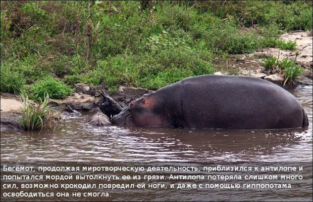 Бегемот спас антилопу (11 фотографий), photo:10