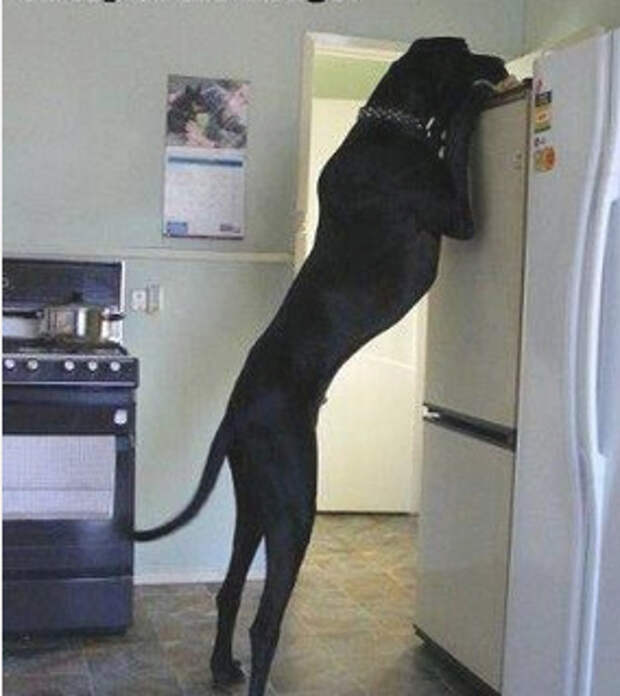 This dog who you can&#39;t hide treats from.