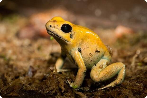 Ужасный листолаз (лат. Phyllobates terribilis)