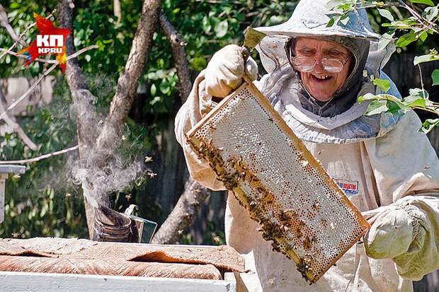 Пчёлы издавна считаются полезнейшим насекомым. Фото: Иван ПРОХОРОВ