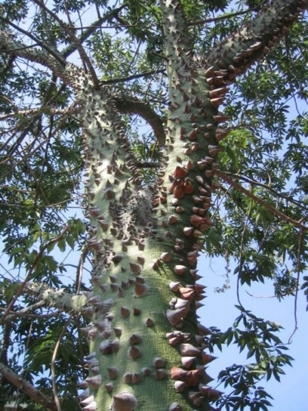 17 Thorny Bushes to Use for Home Defense Thorny bushes, Evergreen bush, Flowerin