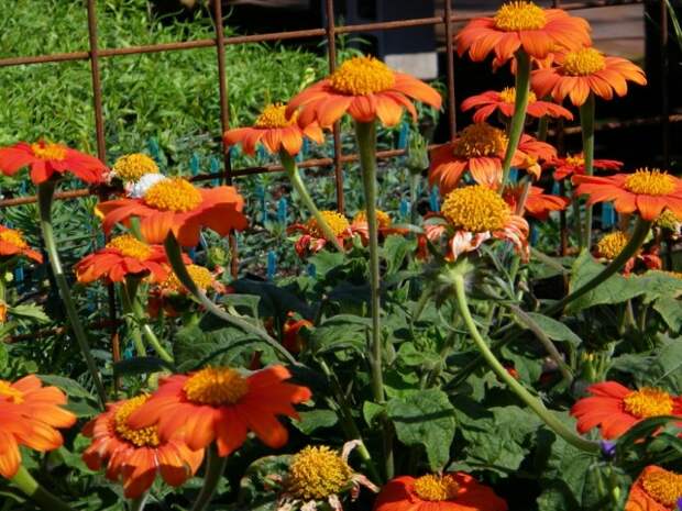 Титония круглолистная (Tithonia rotundifolia)