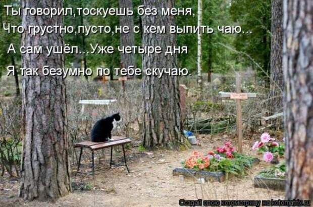 Котоматрицы (картинки с надписями)