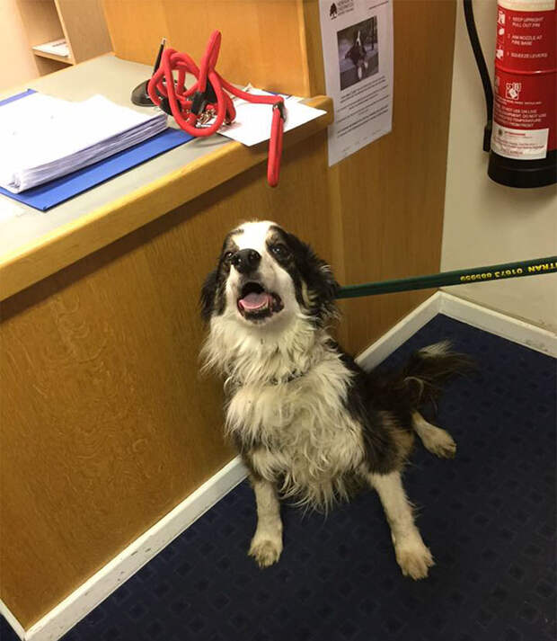 missing-dog-treks-50-miles-find-owners-casey-7
