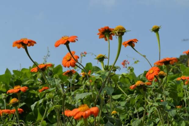 Титония круглолистная (Tithonia rotundifolia)