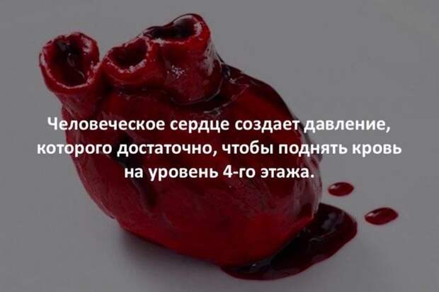 Интересные факты для любознательных