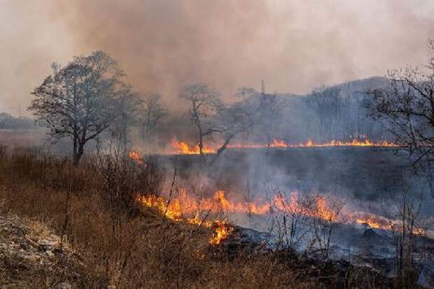 Ответственность за природные пожары в РФ предложили кратно увеличить