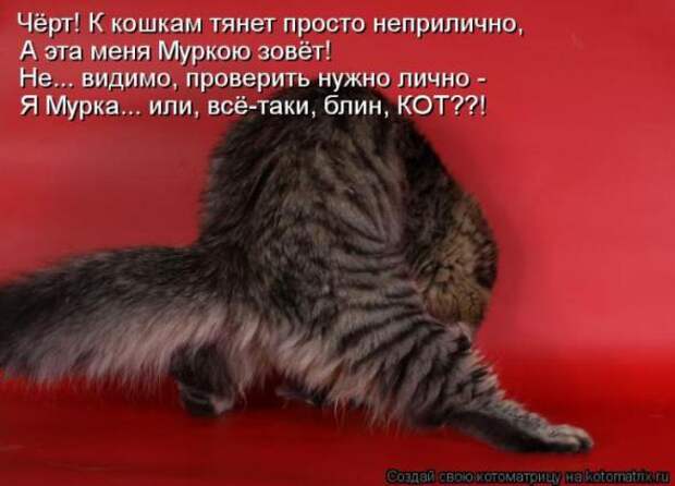 Котоматрицы(картинки с надписями)