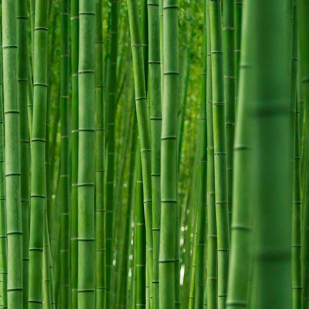 Прогулка по знаменитой бамбуковой роще Японии