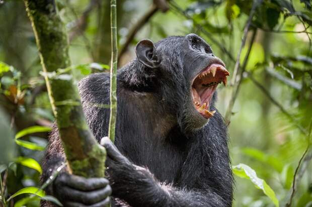 Для войн друг с другом у шимпанзе есть прекрасное оружие. (Фото: SURZet / Depositphotos.) 