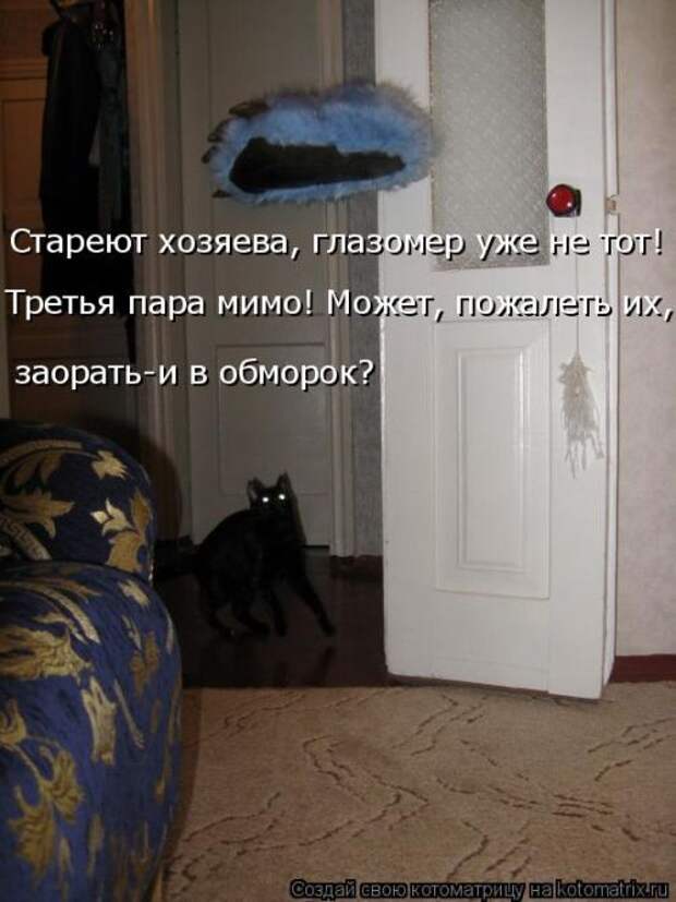 Лучшие котоматрицы недели (50 фото)