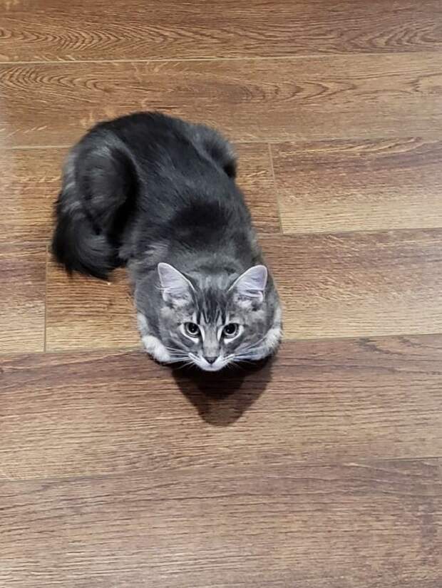 Кошка лежит