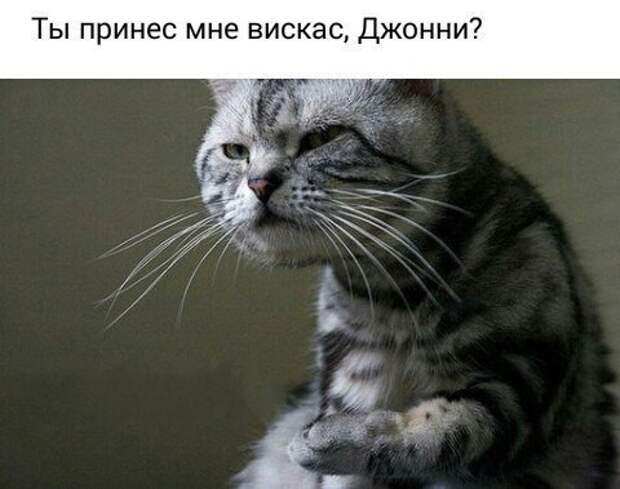 Очередная порция картинок с подписями картинки с подписью и без, подборка, позитив, юмор
