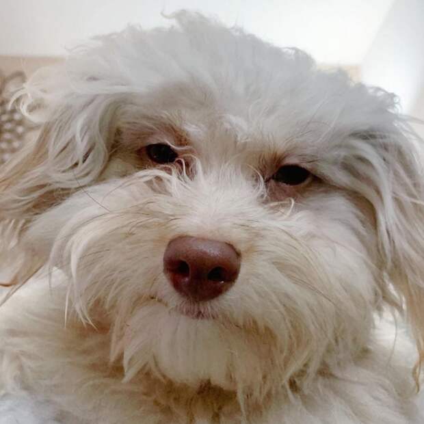 Нори - милашка-пес с абсолютно человеческими глазами