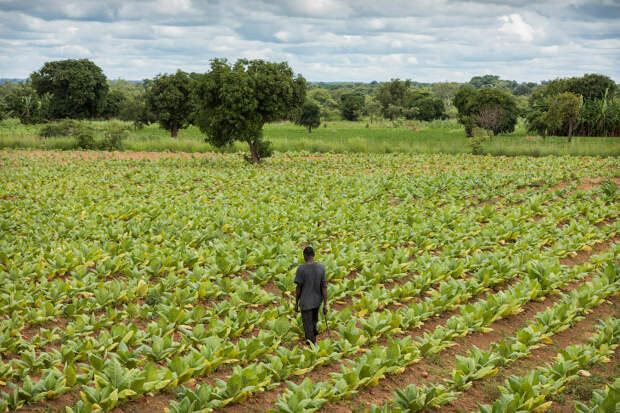 Малавийские плантации табака