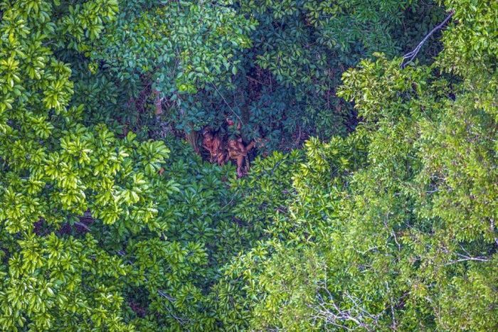 Племя, которое никогда не контактировало с внешним миром (12 фото) Племя, которое никогда не контактировало с внешним миром (12 фото)