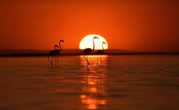 Фламинго гуляют по озеру Туз в турецкой провинции Конья