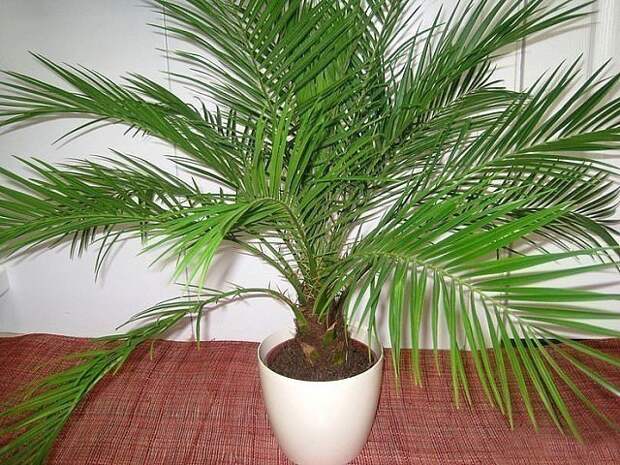 Выращивание финиковой пальмы из косточки: посадка и уход самостоятельно