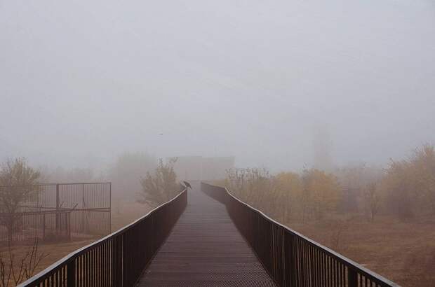 В тумане трудно понять, что произошло в прайде. Фото: Татьяна Алексагина. 