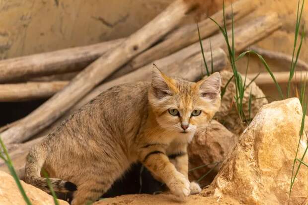 Почему барханный кот, не мурлычет и не мяукает, а лает. Котопес в реальной жизни