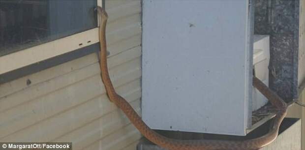 Змееловы вытаскивают десятки опасных змей из домов австралийцев после циклона австралия, змеи, опасность, стихийное бедствие, циклон