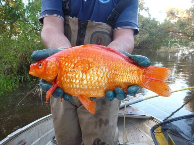 Реки Австралии терроризируют гигантские золотые рыбки-мутанты австралия, животные, заолотая рыбка, мутант
