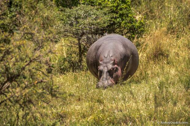kenya - hippos-ao, aug.2015-18.jpg