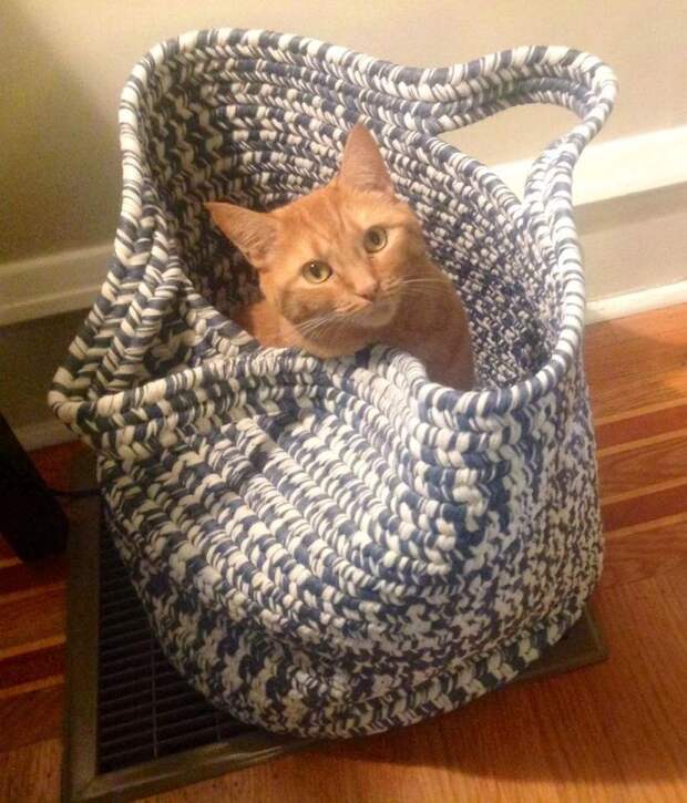 Смешные и забавные кошки