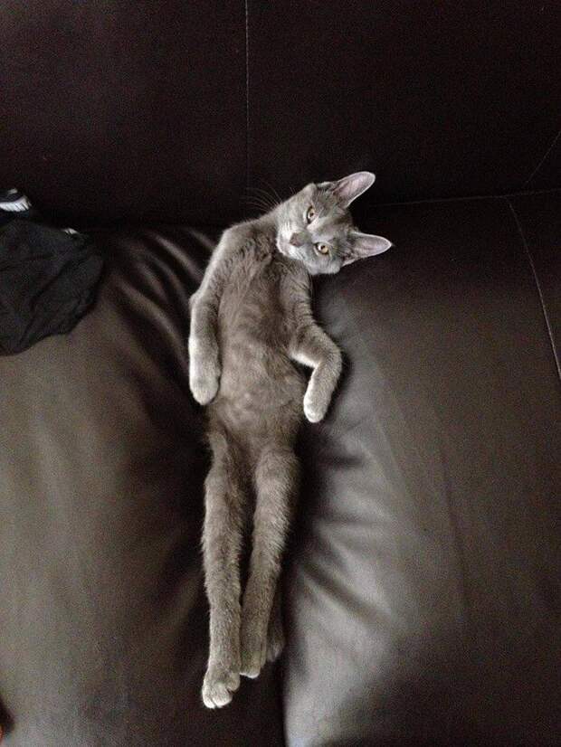 Животные, которые думают, что они секси юмор, животные, секси