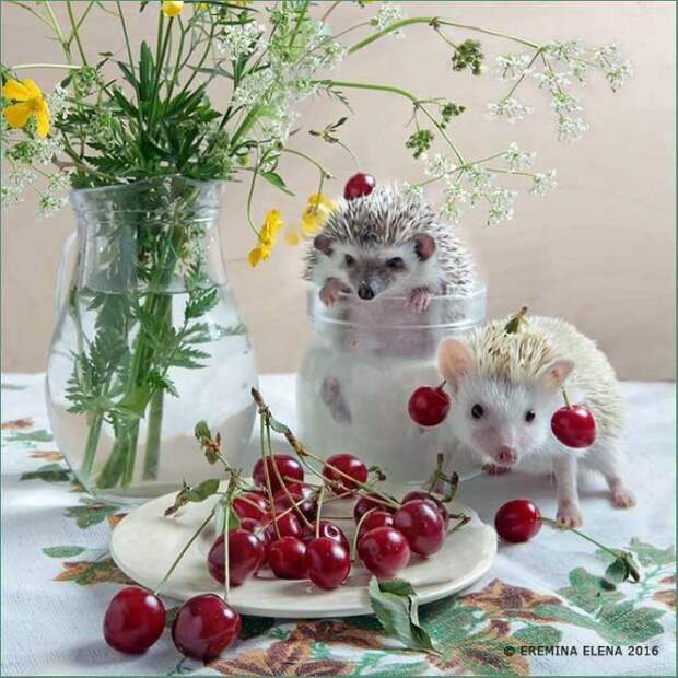 Тайная жизнь домашних ежиков Тайная жизнь домашних ежиков