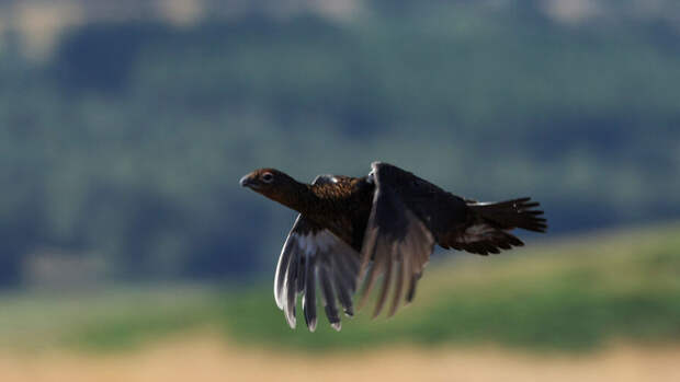 Ресторан лондонского отеля Ritz заставили исключить из меню рябчиков
