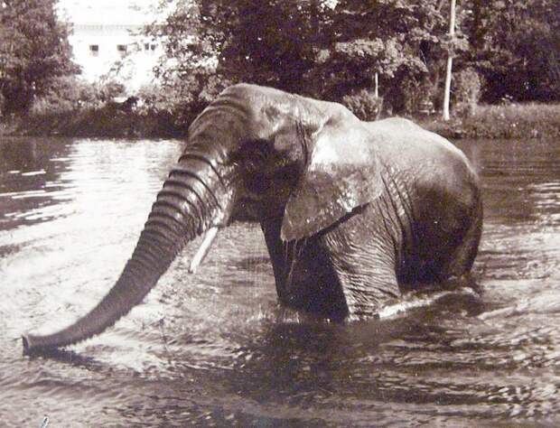 Как Николай II коллекционировал слонов, и что большевики сделали с заморскими животными после смерти императора