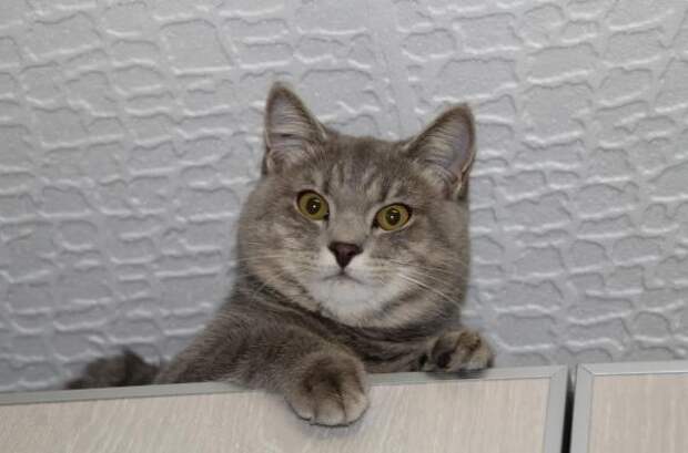 Хозяева отдали кота в добрые руки, а через два года он к ним вернулся