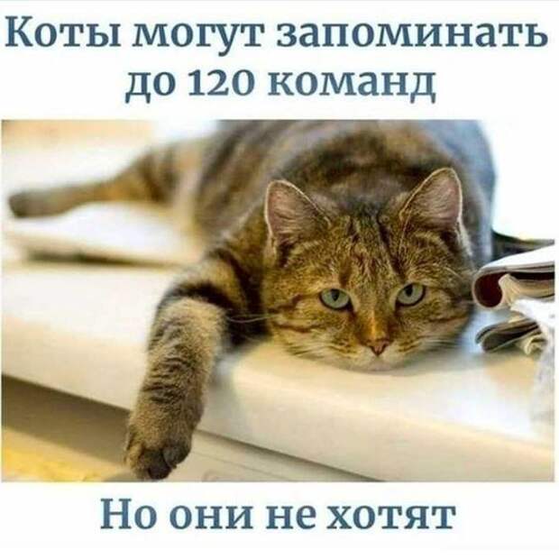 Прикольные до слез свежие мемы (пятница)
